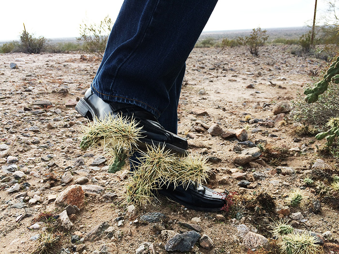POTTER Surviving nightmarish Cholla cactus East Idaho News