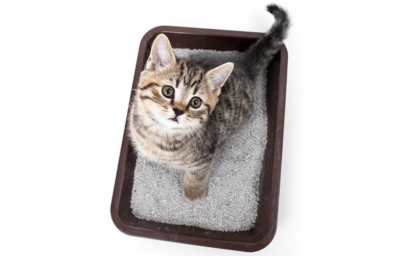 Cat Litter Box Health Risks Cat Litter Box Health Risks