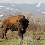The North American bison is officially the national mammal of the United States, after President Obama signed the National Bison Legacy Act into law.